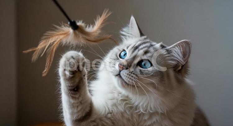 羽のおもちゃで遊ぶ青い目の猫の写真 猫,青い目,子猫の写真素材