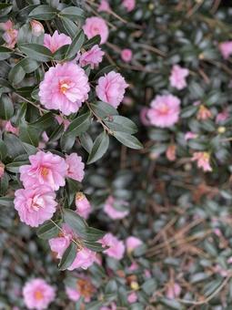 たくさんのピンクの山茶花の花 たくさんのピンクの山茶花の花 山茶花,椿,ツバキの写真素材