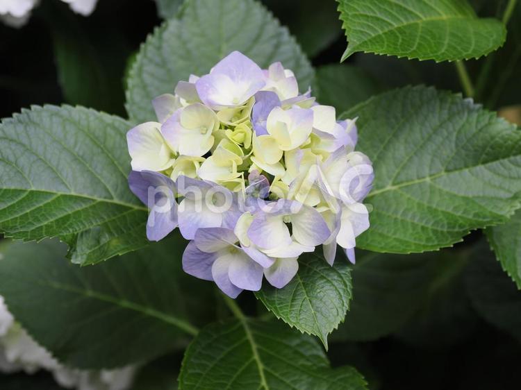 紫陽花 あじさい,紫陽花,アジサイの写真素材