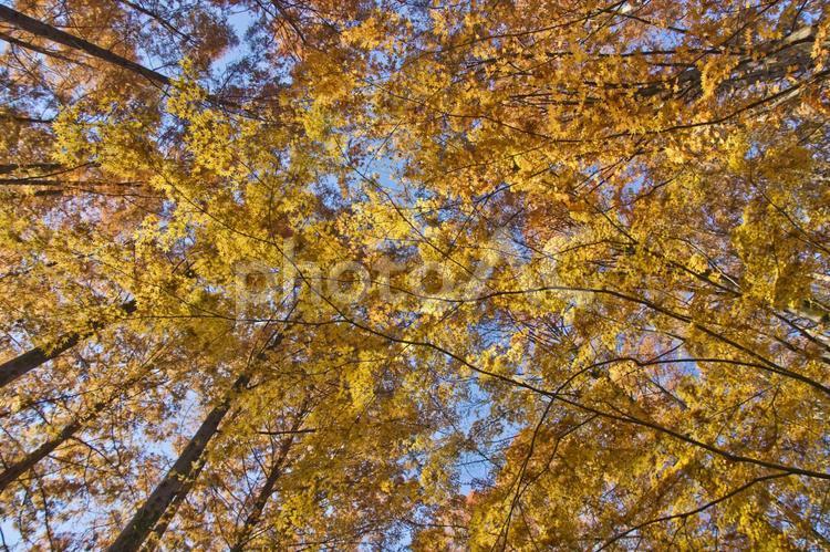メタセコイア林の紅葉 紅葉,メタセコイア,林立の写真素材