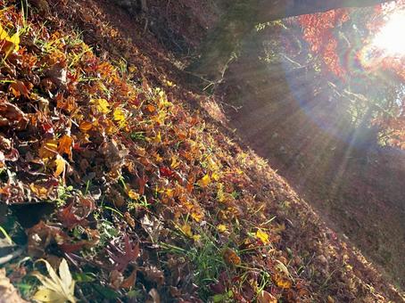 紅葉022 紅葉022の写真