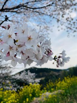 春の風景 春の風景 桜,春,菜の花の写真素材