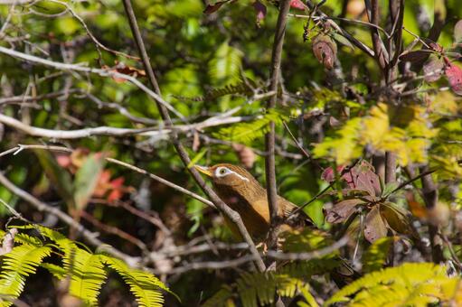 ガビチョウ ガビチョウ,野鳥,外来生物の写真素材
