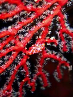 まるで万華鏡のよう・・・ まるで万華鏡のよう・・・ 貝,サンゴ,海の中の生物の写真素材