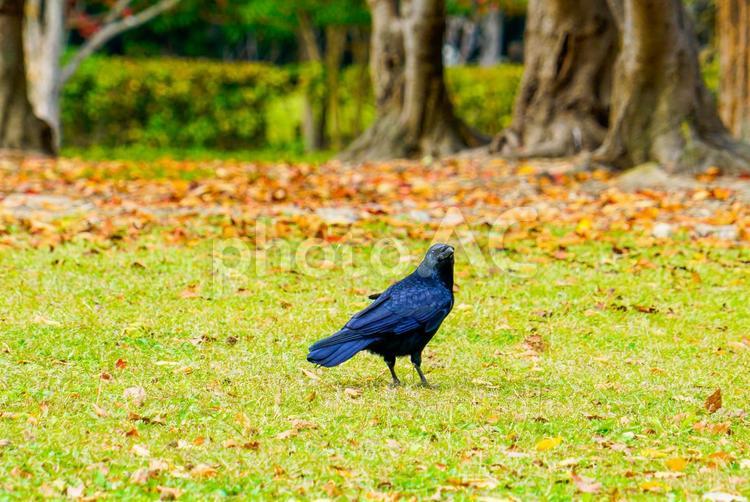 烏のいる風景 カラス,烏,鳥の写真素材