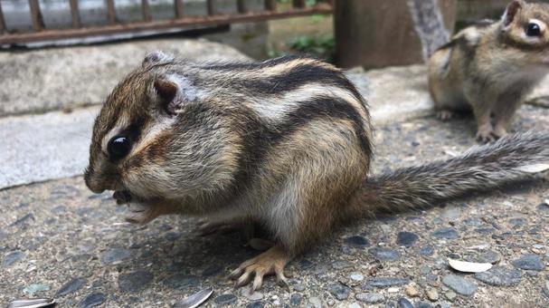 シマリス シマリス シマリス,リス,かわいいの写真素材