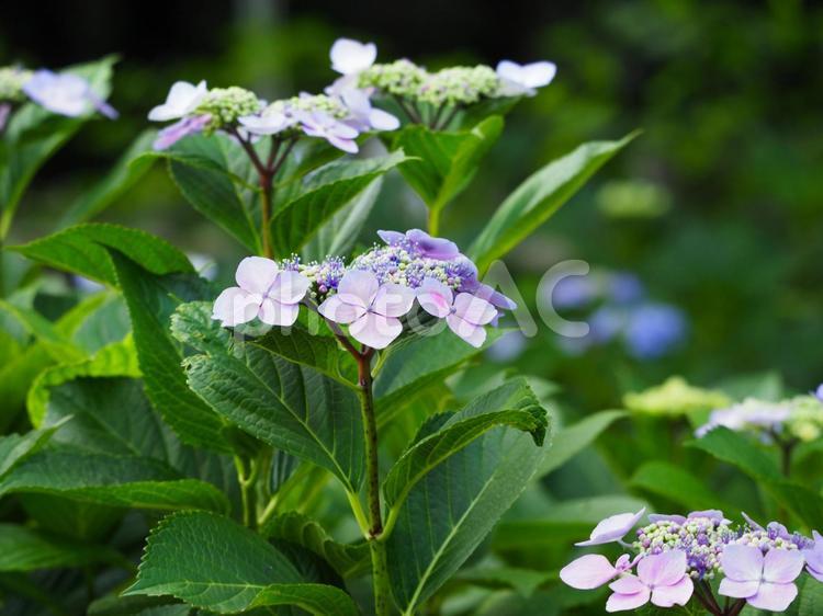 紫陽花（ガクアジサイ） 紫陽花,あじさい,アジサイの写真素材