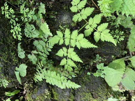 葉っぱ 植物 葉っぱ 植物の写真