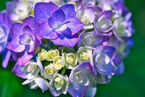 青と白の紫陽花 青と白の紫陽花の写真