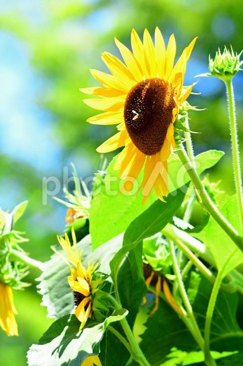 ヒマワリ　ひまわり　向日葵 ヒマワリ,向日葵,花の写真素材