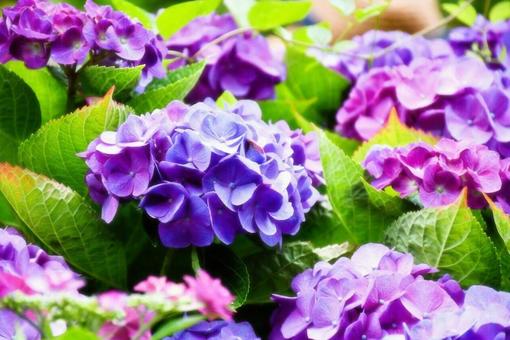 紫陽花 紫陽花の写真