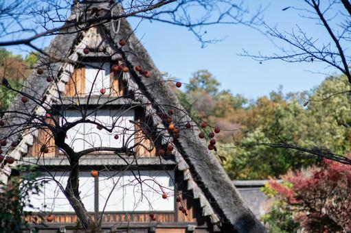 古民家と柿の実が残る秋の風景 古民家,日本家屋,茅葺き屋根の写真素材