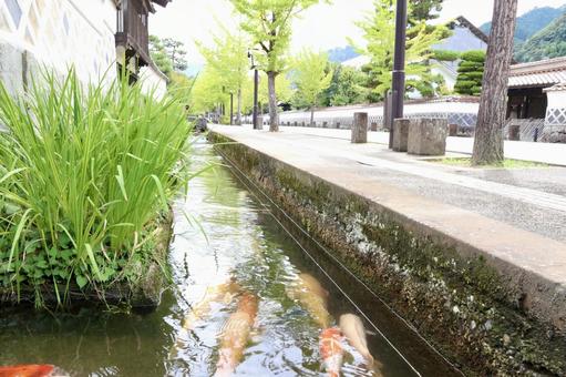 堀割を泳ぐ鯉 堀割を泳ぐ鯉の写真