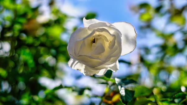 白い薔薇のはな 花,植物,緑の写真素材