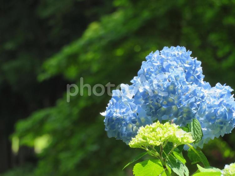 紫陽花が咲きました 6月,紫陽花,あじさいの写真素材