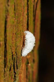 蝉の成虫に寄生するセミヤドリガNO幼虫 蝉の成虫に寄生するセミヤドリガNO幼虫の写真