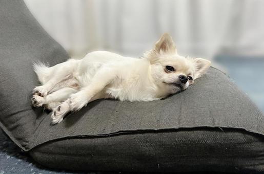 座椅子でお昼寝するチワワ チワワ,室内犬,ペットの写真素材