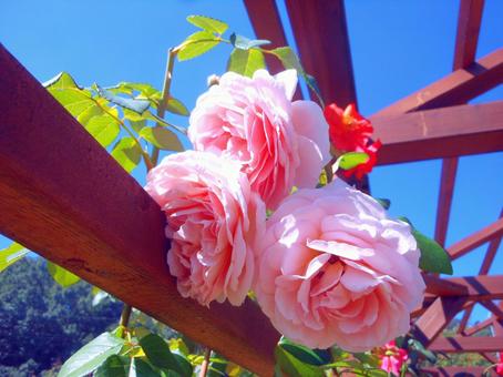 薔薇の花の写真