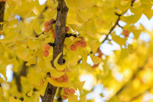銀杏 銀杏,ギンナン,ぎんなんの写真素材