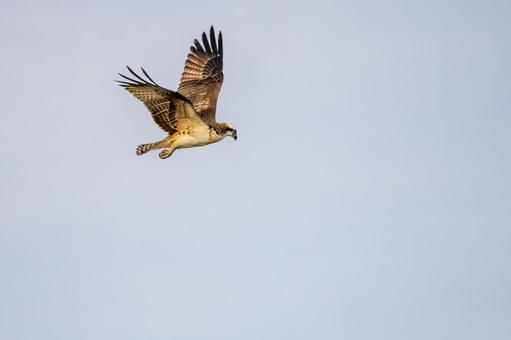 ミサゴ(148)の写真