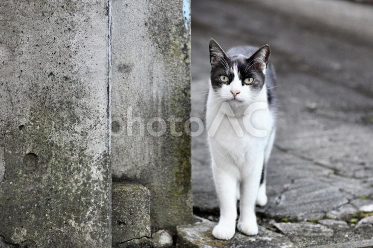 たたずむ野良猫 猫,ねこ,ネコの写真素材