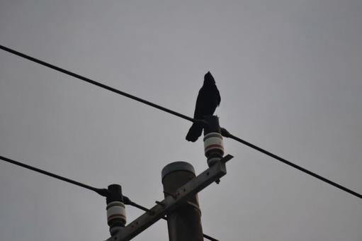 カラス カラスの写真