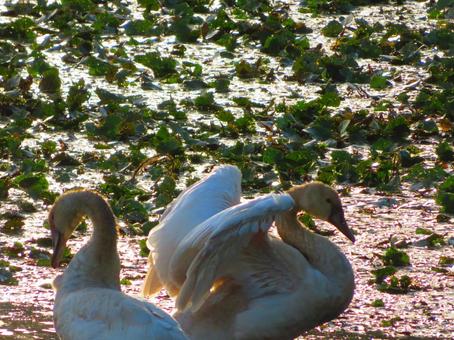 Parent and child flapping of mute swan in Takatsuki Pond in late July, JPG