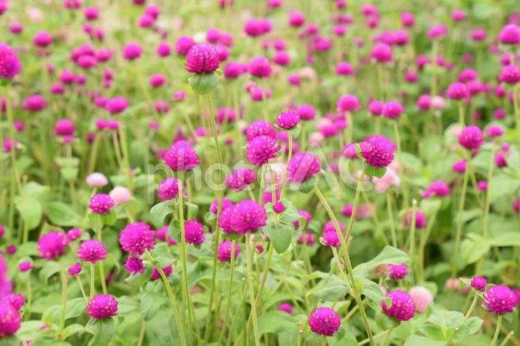 千日紅の花畑、センニチソウ 千日紅,千日草,センニチコウの写真素材