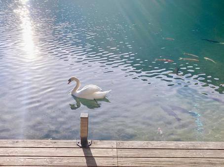 冬の白鳥と鯉の写真