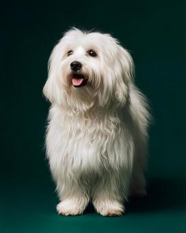 長い毛が特徴の白い犬 長い毛が特徴の白い犬の写真