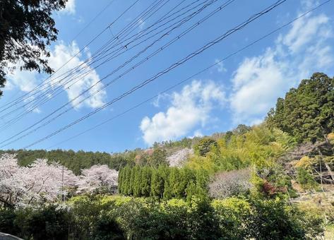 桜 山 自然 アウトドア 写真素材 桜 山 自然 アウトドア 写真素材の写真