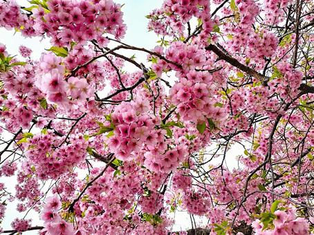 満開の河津桜 満開の河津桜の写真