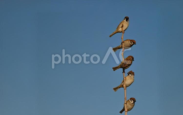 串団子状態のスズメたち スズメ,群れ,野鳥の写真素材