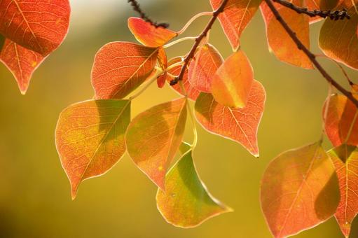 紅葉するナンキンハゼ ナンキンハゼ,紅葉,秋の写真素材