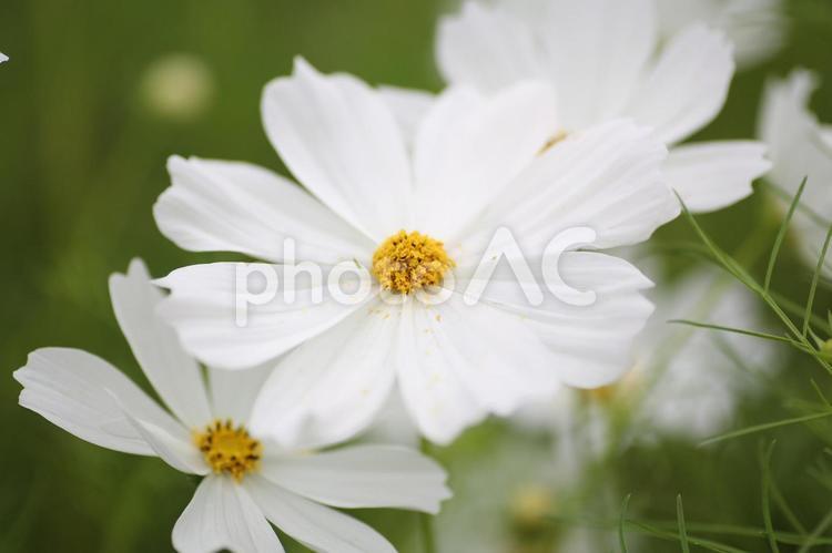 静けさをまとう白いコスモス 白いコスモス,花のクローズアップ,秋の花の写真素材