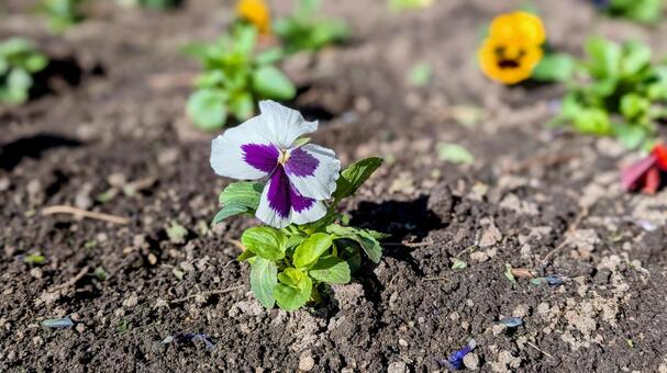 かわいいパンジー かわいい,パンジー,花の写真素材