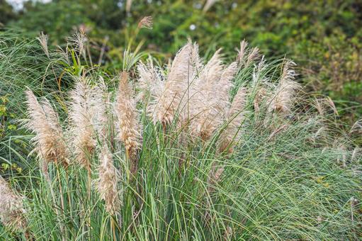 ススキとパンパスグラス シロガネヨシ,すすき,パンパスグラスの写真素材