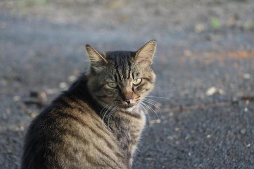 キジトラ猫の写真