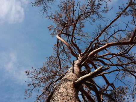 青空と木 自然,風景,景色の写真素材