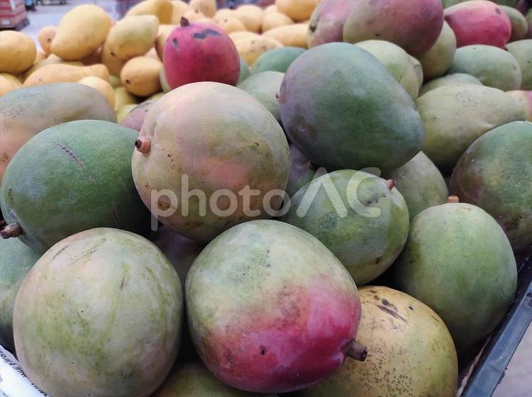 いっぱいのメキシコ産マンゴー マンゴー,大玉,肉厚の写真素材