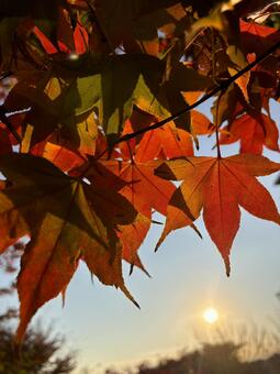 秋　夕日の紅葉 秋,もみじ,赤の写真素材
