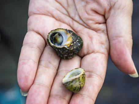 手にのせた小さなつぶ貝 手にのせた小さなつぶ貝 つぶ貝,貝殻,手のひらの写真素材