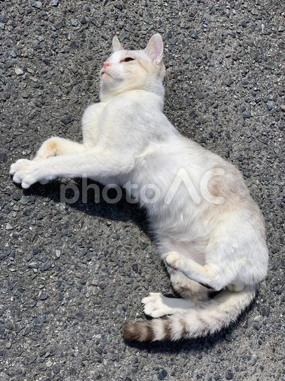 道路で日向ぼっこする野良猫のメス（母猫） 野良猫,メス,母猫の写真素材