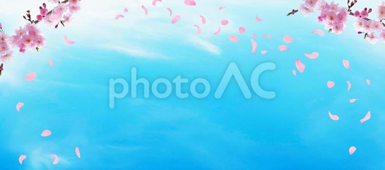 春の桜　青空に舞い散る花びら 春,桜,青空の写真素材