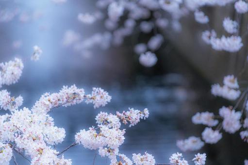 河川で咲く桜の花 河川で咲く桜の花の写真