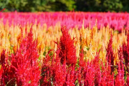 ケイトウ ケイトウの写真