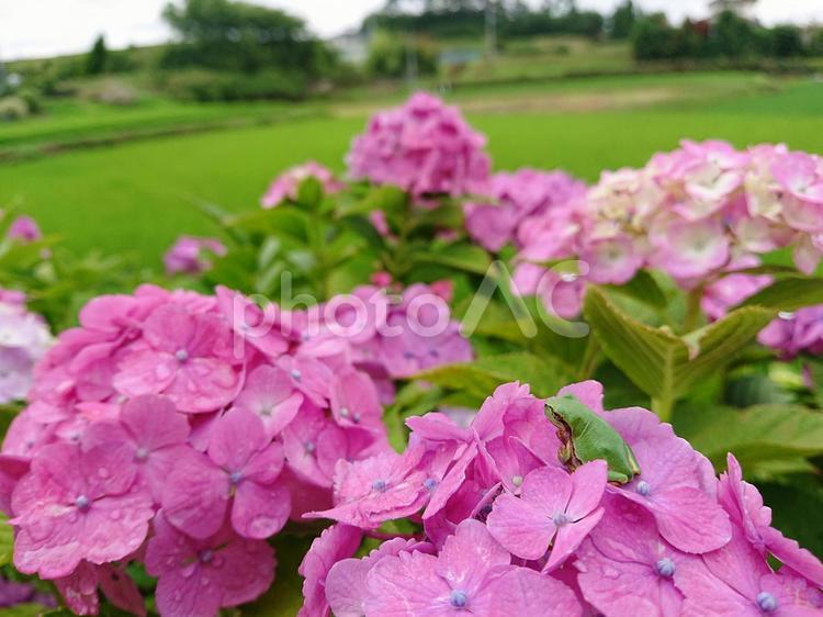 紫陽花とアマガエル 紫陽花,アマガエル,梅雨の写真素材