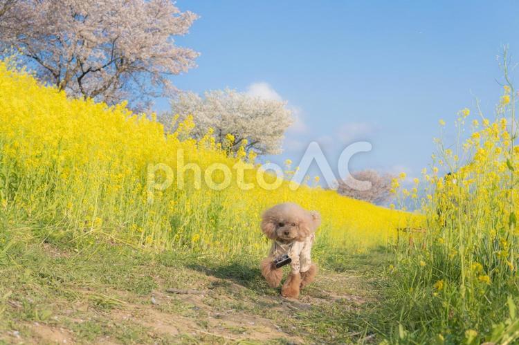 桜と菜の花の中走るトイプードル トイプードル,走る,菜の花の写真素材