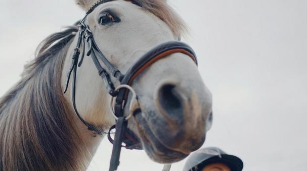 美しい白い馬 煽りアップ 美しい白い馬 煽りアップの写真