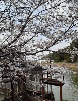 小さな公園の桜 小さな公園の桜の写真